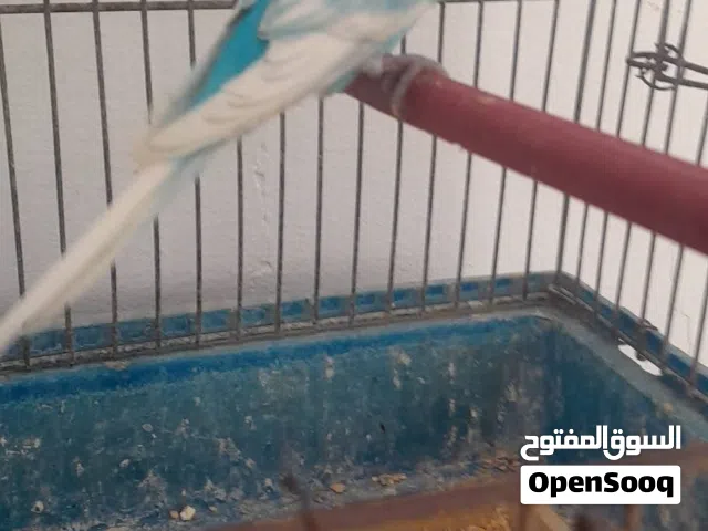 جوز تحته فرخيان كبار علي بعضهن 160