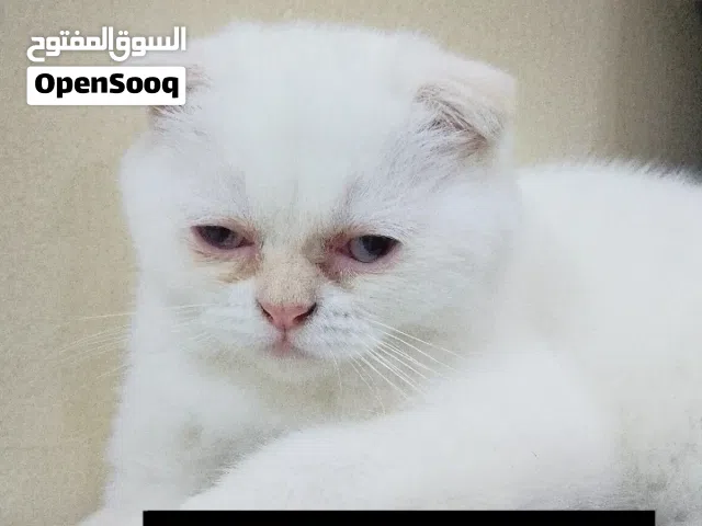 قط سكوتش فولد ذكر للبيع