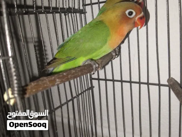 كوبيا فيشر برو سوناتا