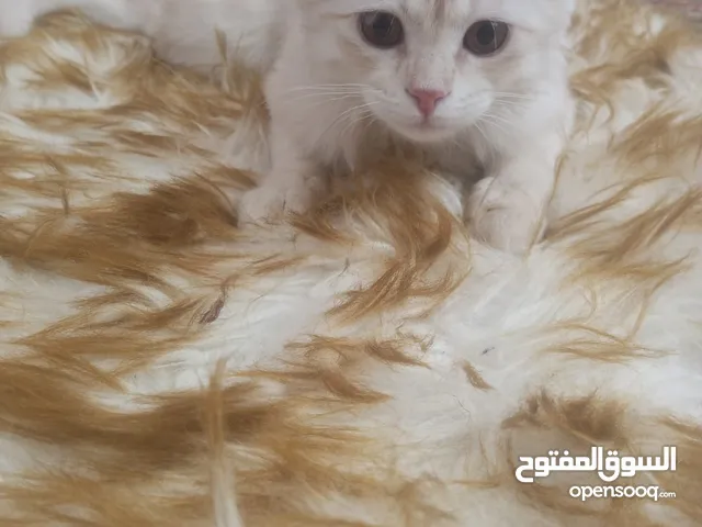 قط شيرازي مميز للبيع