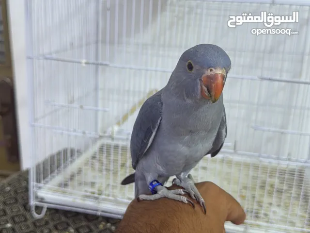 ببغاء دره هندي اليف كليرتيل رصاصي للبيع