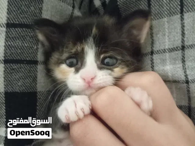 قطط صغار شيرازي