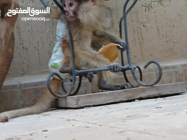 قرد نسناس للبيع عمر شهر ونص عز ترويض إنتاج ليبيا زوز تطعيمات