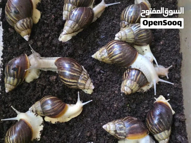 بيع حلزونات