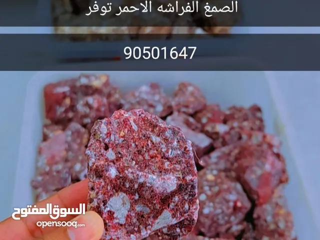 صمغ الفراشه الأصلي متوفر بجميع انواعها