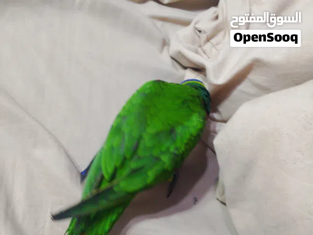ببغاء اللوري أليف للبيع