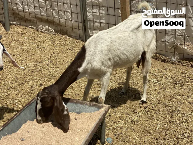 حلال باكستاني