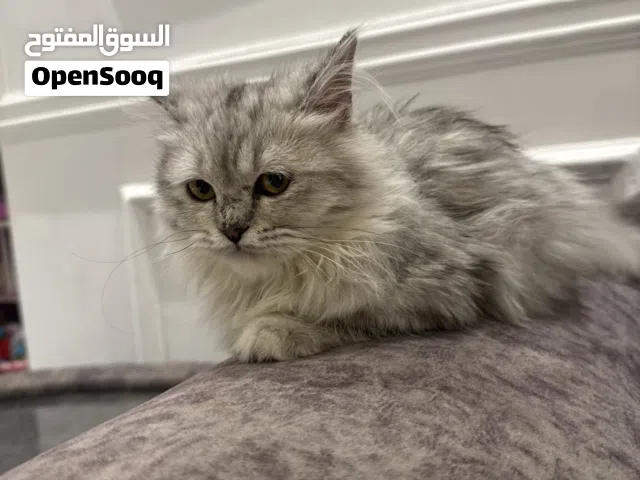 للبيع قطهه
