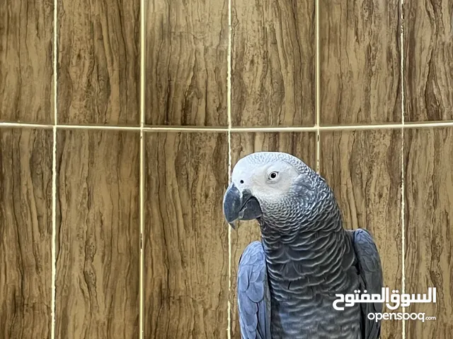 ببغاء كاسكو أليف للبيع
