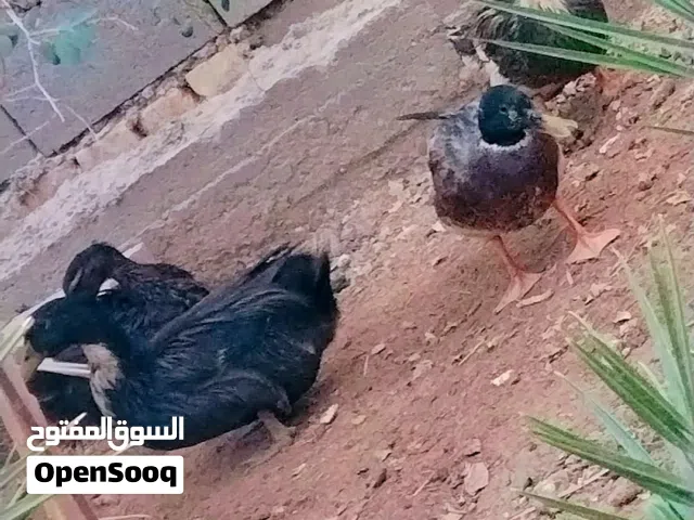 بش خضيري وعربي مع دجاج عرب وركيبة