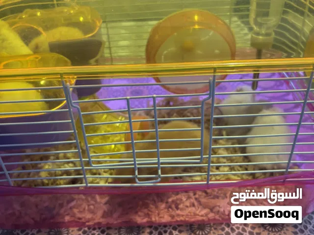 هامستر ام واطفالها العدد 7 + البيت للبيع المسعجل بسعر حرق