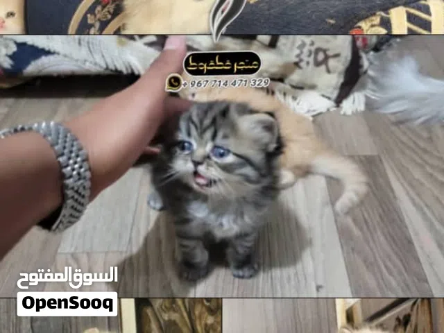 بيور نقي تحافه