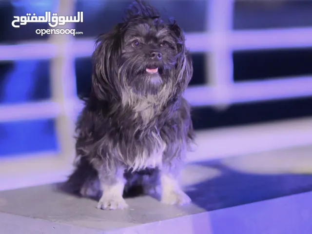 كلب لاسا أبسو