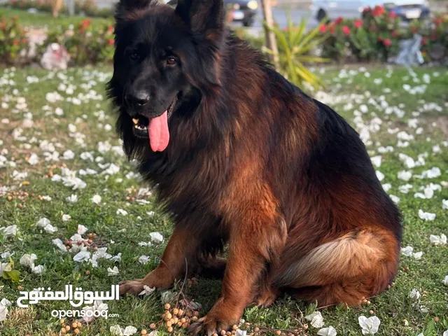 جيرمن شيبرد شو لاين