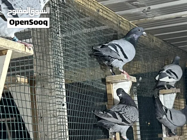 حمام سباق شهايد ب8 وبدون شهاده ب4 الأعمار من شهر إلى 6 شهور