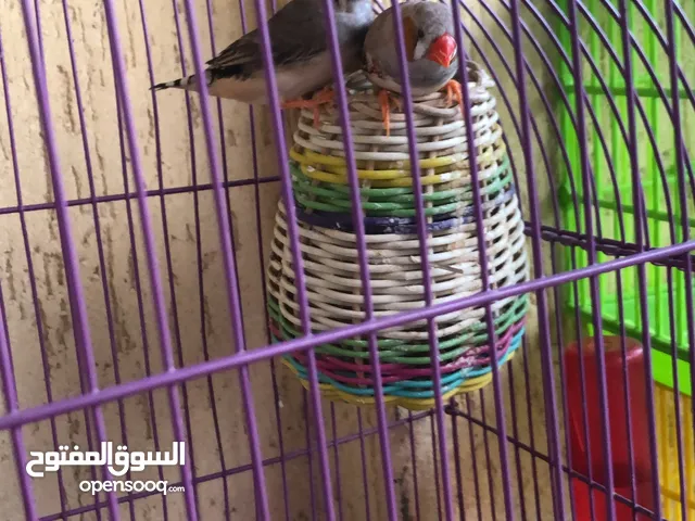 جوز زيبرا مشاء الله شغالين