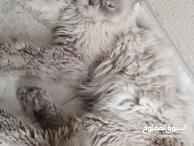 قطو سيامي ذكر عمره سنه ونص