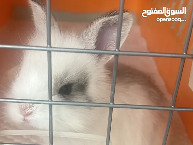 أرنب فرنسي