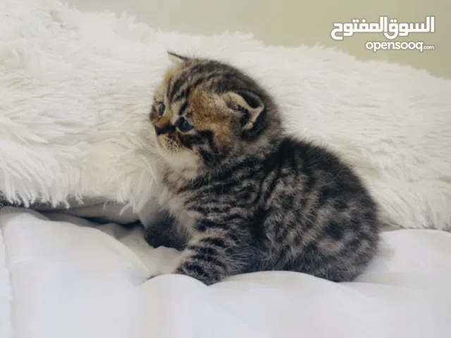 Rare royal beauty/ جمال نادر بملامح ملكية