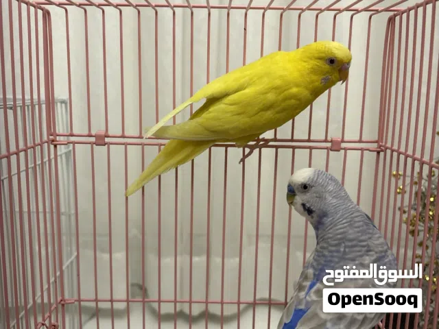 عصافير او طيور بادجي