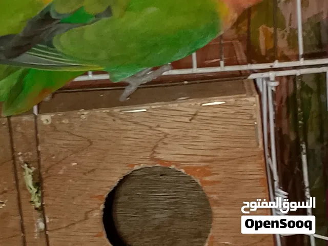 ابوسليم اقراء الوصف