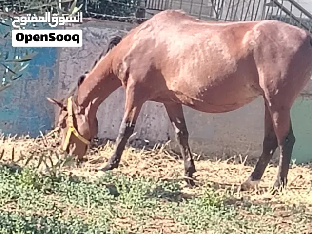 فرس حراثه  للبيع