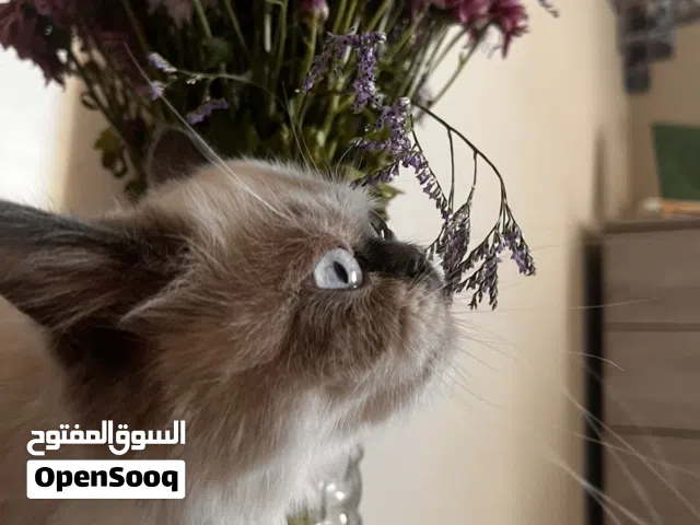 قطه هملايا بيرو للتبني