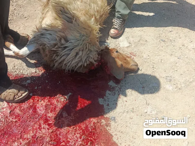 لحام الضاحي متنقل الى المنزل فقط 10 دنانير