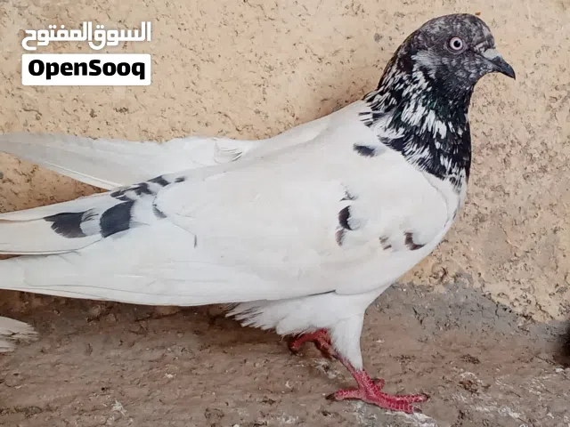 حمام للبيع في السلط طيره  باكستانيه قلابه مستورد مع  نوري  اسود فحل مع طيره بلديه