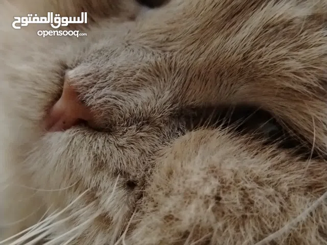 بسة شيرازي للبيع كيوت+دلع+كسول+جمال... A sirazi cat a cute +lazy+buty