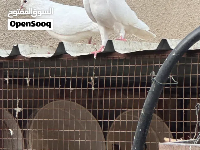 حمام مصري للبيع  تربية طيبه ما شاء الله فوق سنه عرض (عرض) ثلاثه ريال الحبه