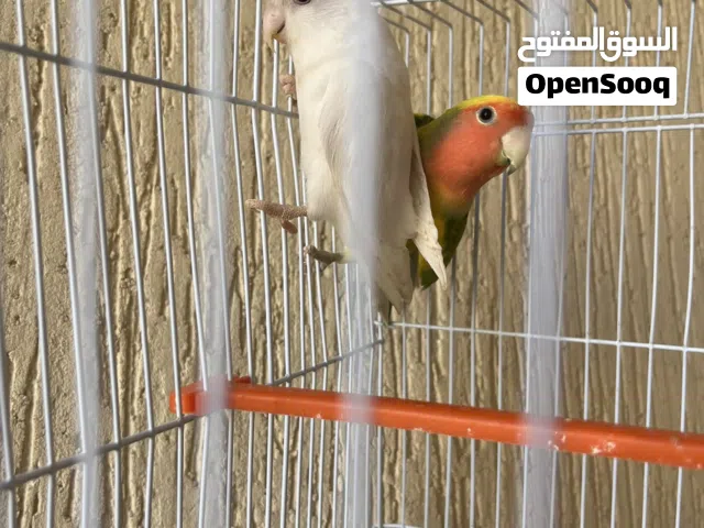 اقرأ وصف ربي يبارك