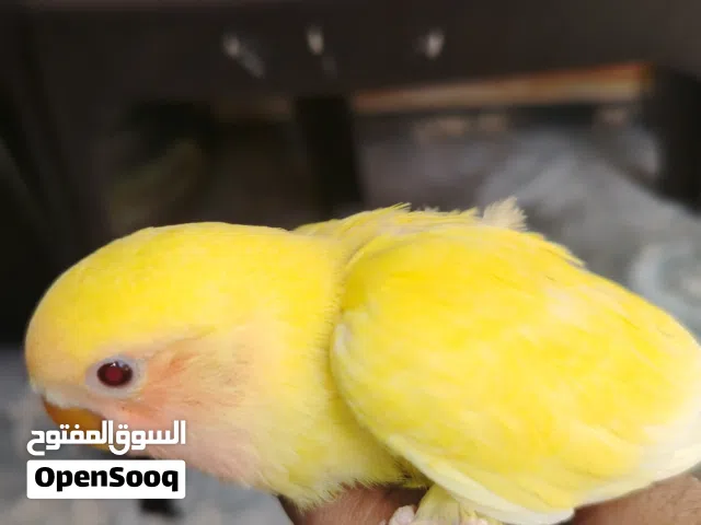 فراخ روز و كوكتيل للزق اليدوي محجلات