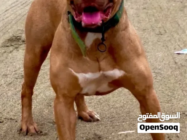 كلب بتبول رد نور