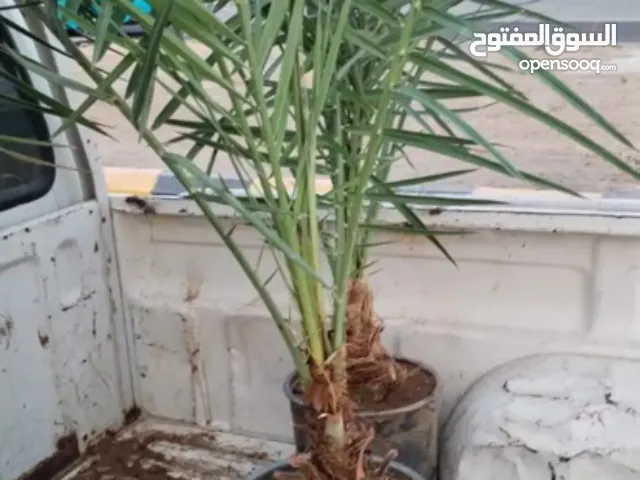 يوجد الكثير من نخيل لدينا جميع أنواع النخيل العربي