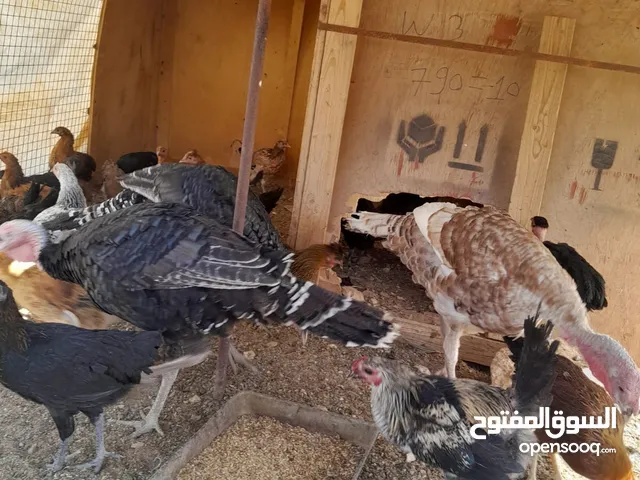 ديوك حبش للبيع العدد ثلاث