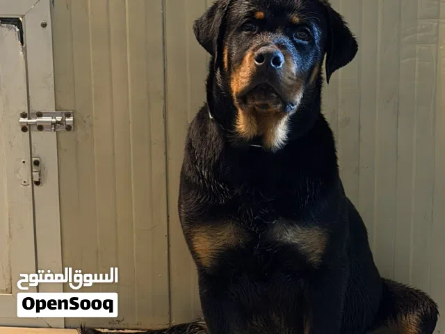 روت وايلر مستوى قوي