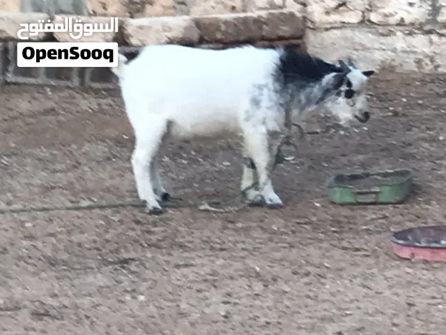 جدي وعناق كردي الله يبارك