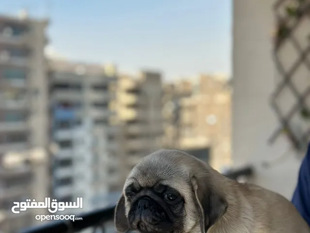 جراوي بج، pug puppies