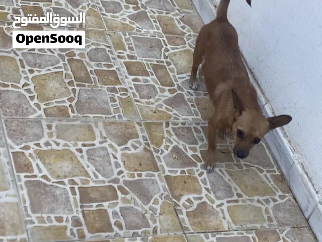 انثي شواوا صارف ومشبطا مرتين توا