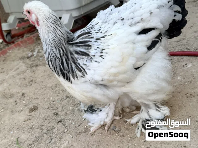 دجاج براهما خط اول وكويتي درجة اولى