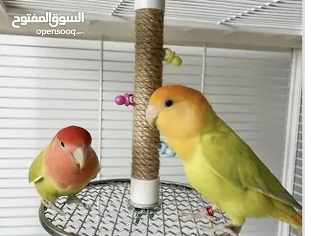 أتبنا جميع الطيور أنواع الطيور