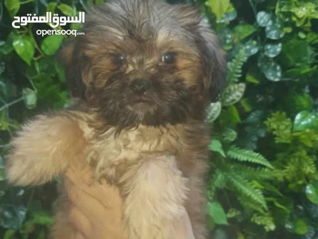 أجمل بنت شيتزو