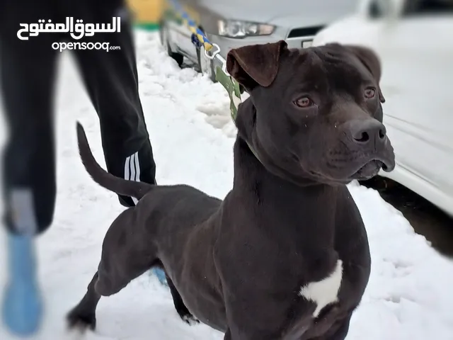 للبيع كلب بيتبول بيور