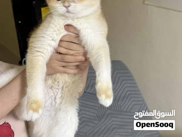 بنت 8شهور بريتش جولد سانشيلا