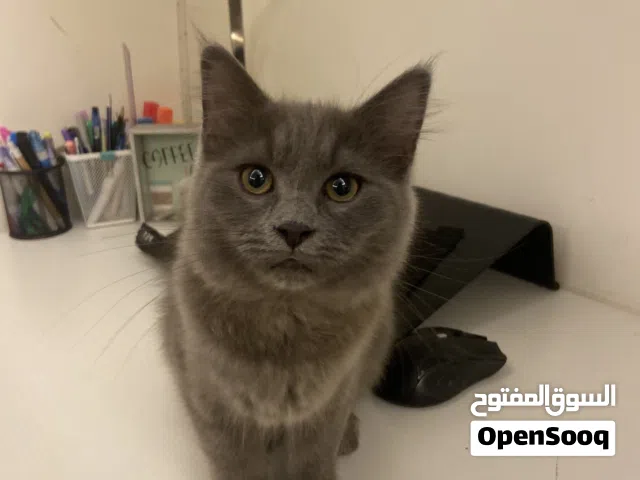 قطه لون سكني