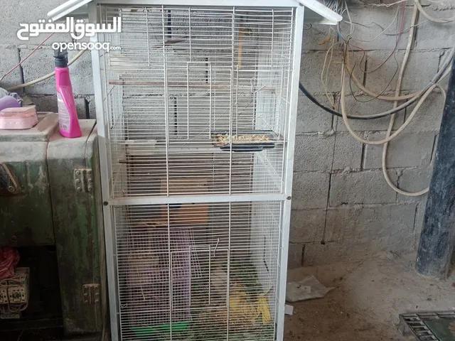 big cage with lovebirds