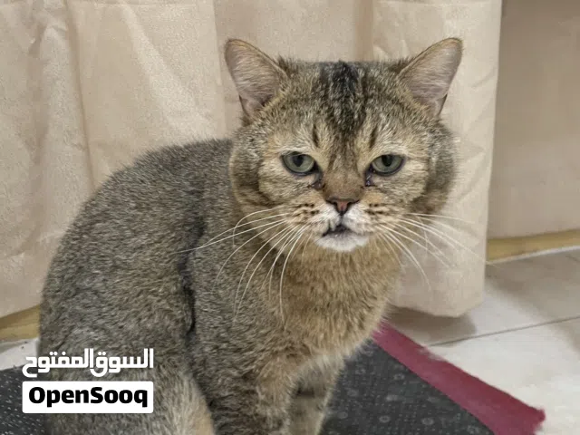قط جولدن شيدد للتبني مجانا.  Golden   ShadedCat for adoption for free