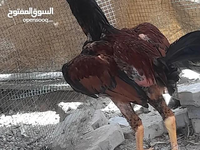 ديك باكستاني