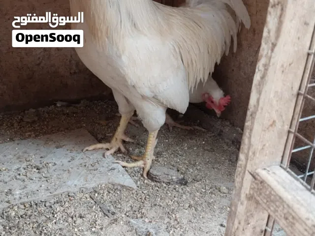 ديج ودجاجة عرب أبيض اللون